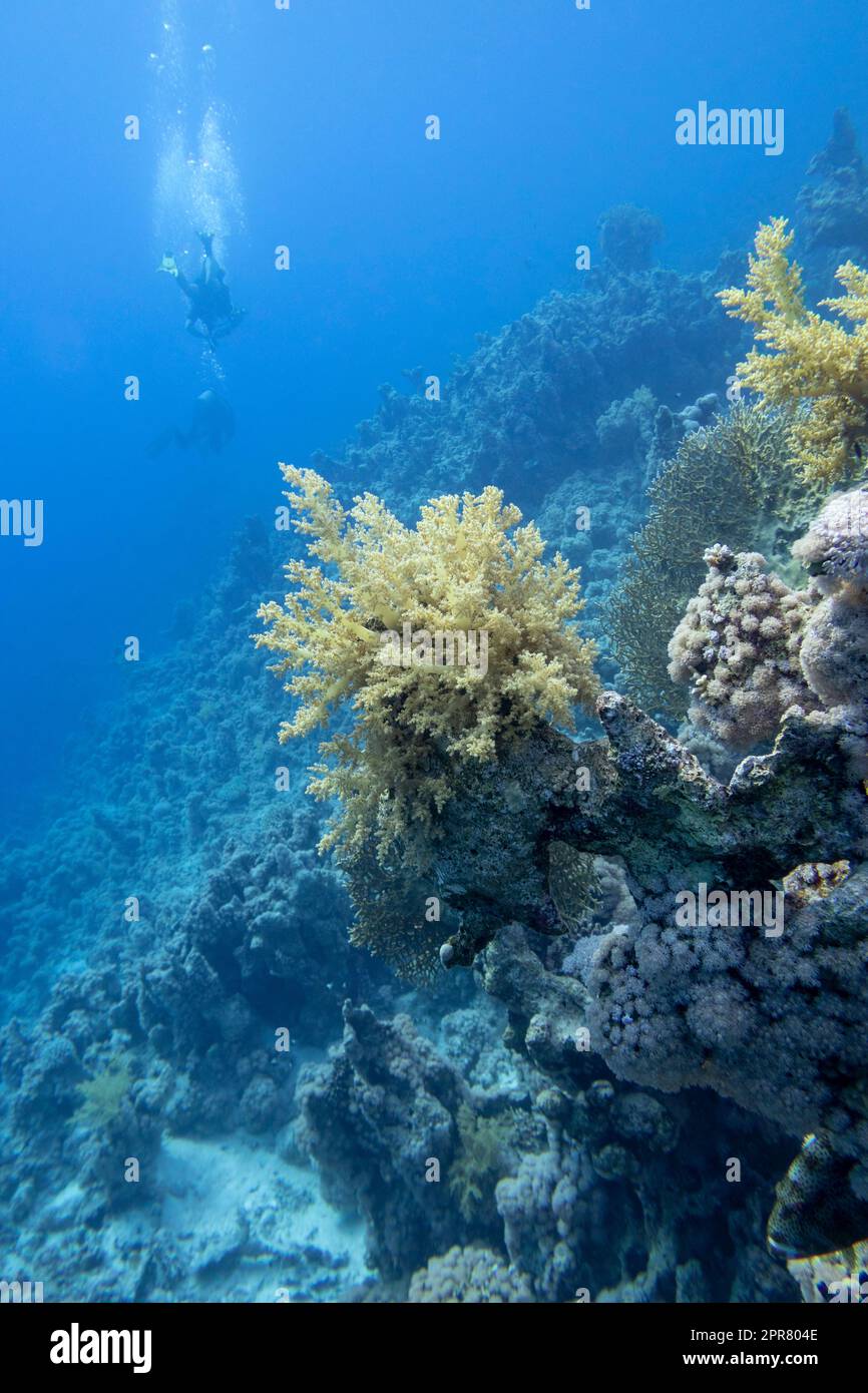 Group of scuba divers above colorful coral reef at the bottom of tropical sea, yellow broccoli coral, underwater landscape Stock Photo