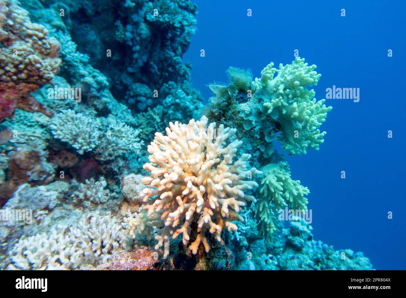 Colorful coral reef at the bottom of tropical sea, white finger coral, underwater landscape Stock Photo