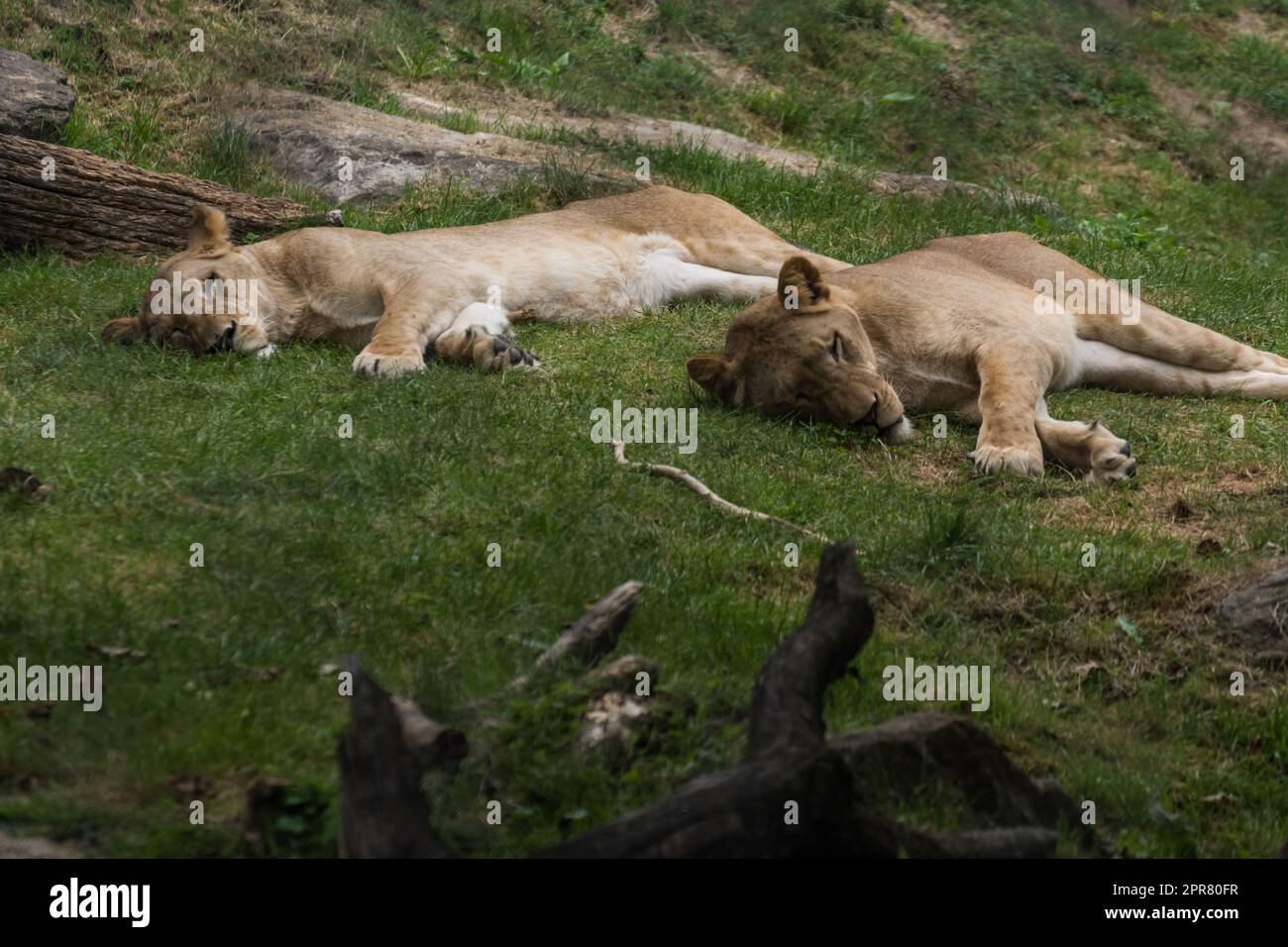 sync sleeping lions on a green meadow Stock Photo
