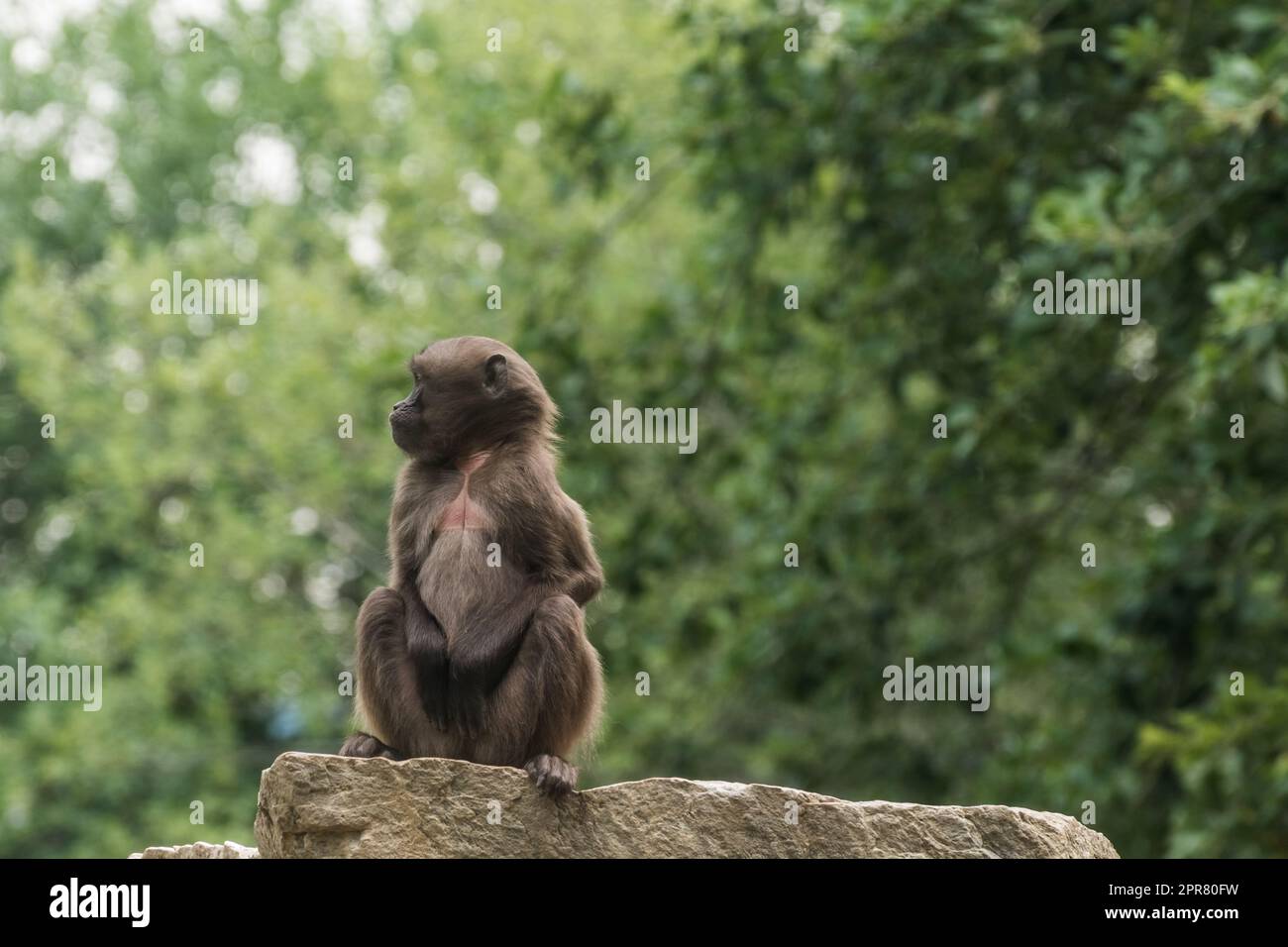 dear gelada monkey sits alone on the top of a rock in the zoo Stock Photo