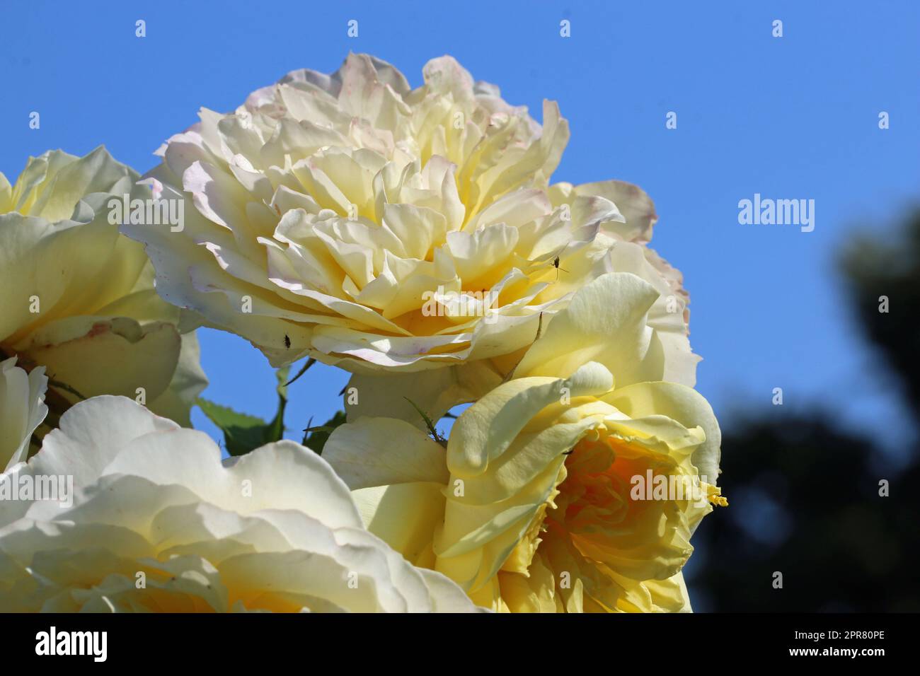 Countdown Rose White rose flowers in close up Stock Photo - Alamy