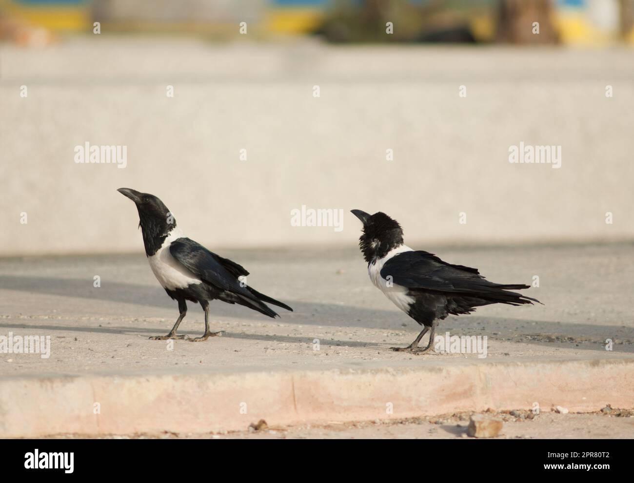 Pair of pied crows Corvus albus in Dakar. Stock Photo