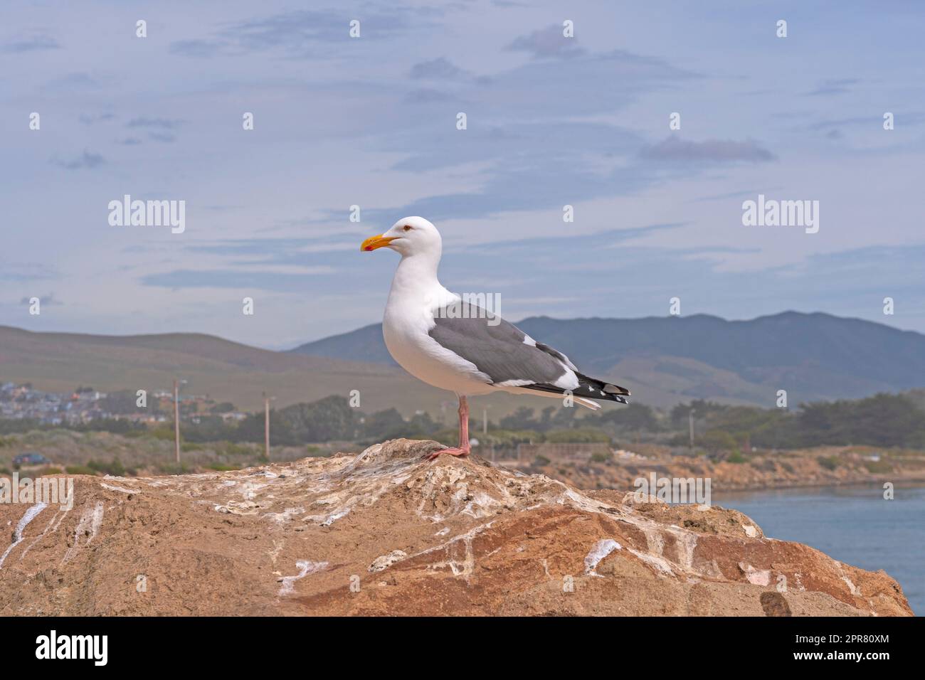 A Western Gull Proudly Perched on a Coastal Rock Stock Photo