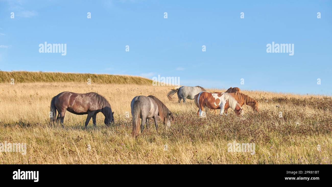 Team, harras, rag, stud, group, string of various wild horses grazing on grass in an open field during the day. Animal wildlife in their natural habitat outside. Stallions on a stud farm, dude ranch Stock Photo