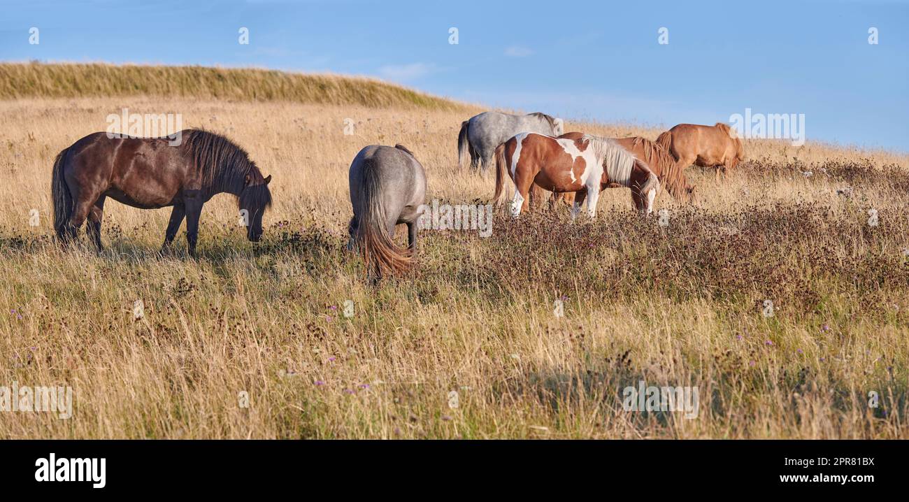 Team, harras, rag, stud, string of wild horses out grazing, eating, feeding on the grass while in an open field during the day with nobody in sight. Animal wildlife in their natural habitat, ecosystem Stock Photo