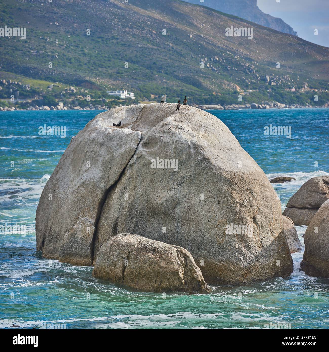 Seascape view with blue ocean water and wild birds sitting on boulders and rock on Camps Bay beach, Cape Town, South Africa. Avian wildlife, ducks and tidal sea waves washing around a rocky shoreline Stock Photo