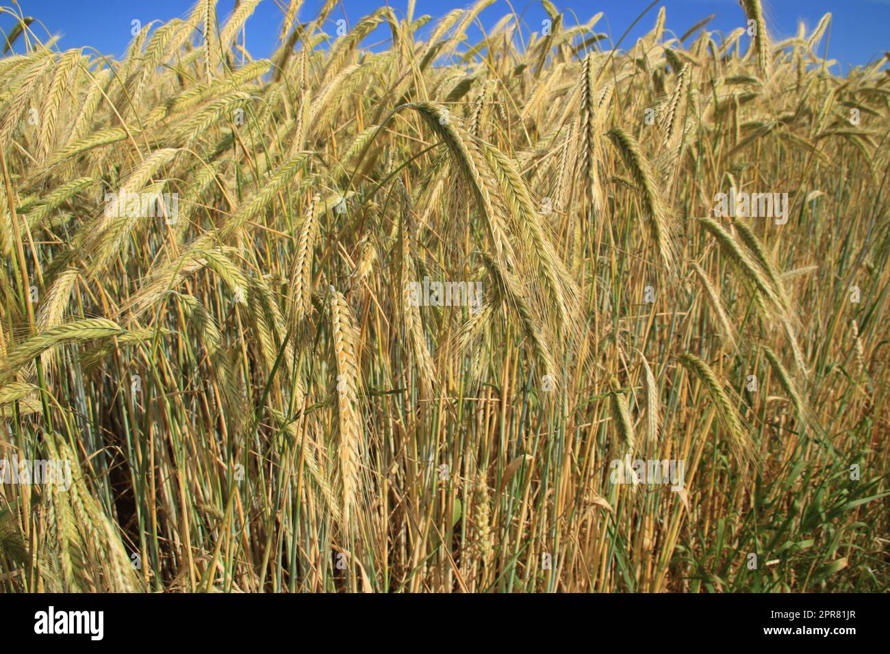 Grain field summer hi-res stock photography and images - Alamy