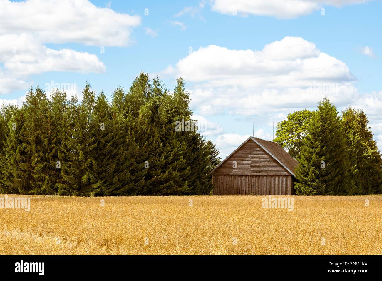 Barn in the middle of wheat field Stock Photo