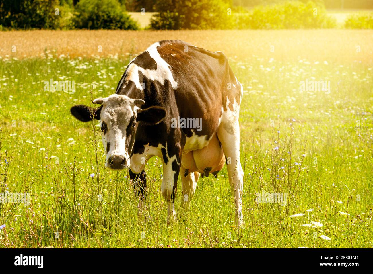 Cow in the field on free range Stock Photo