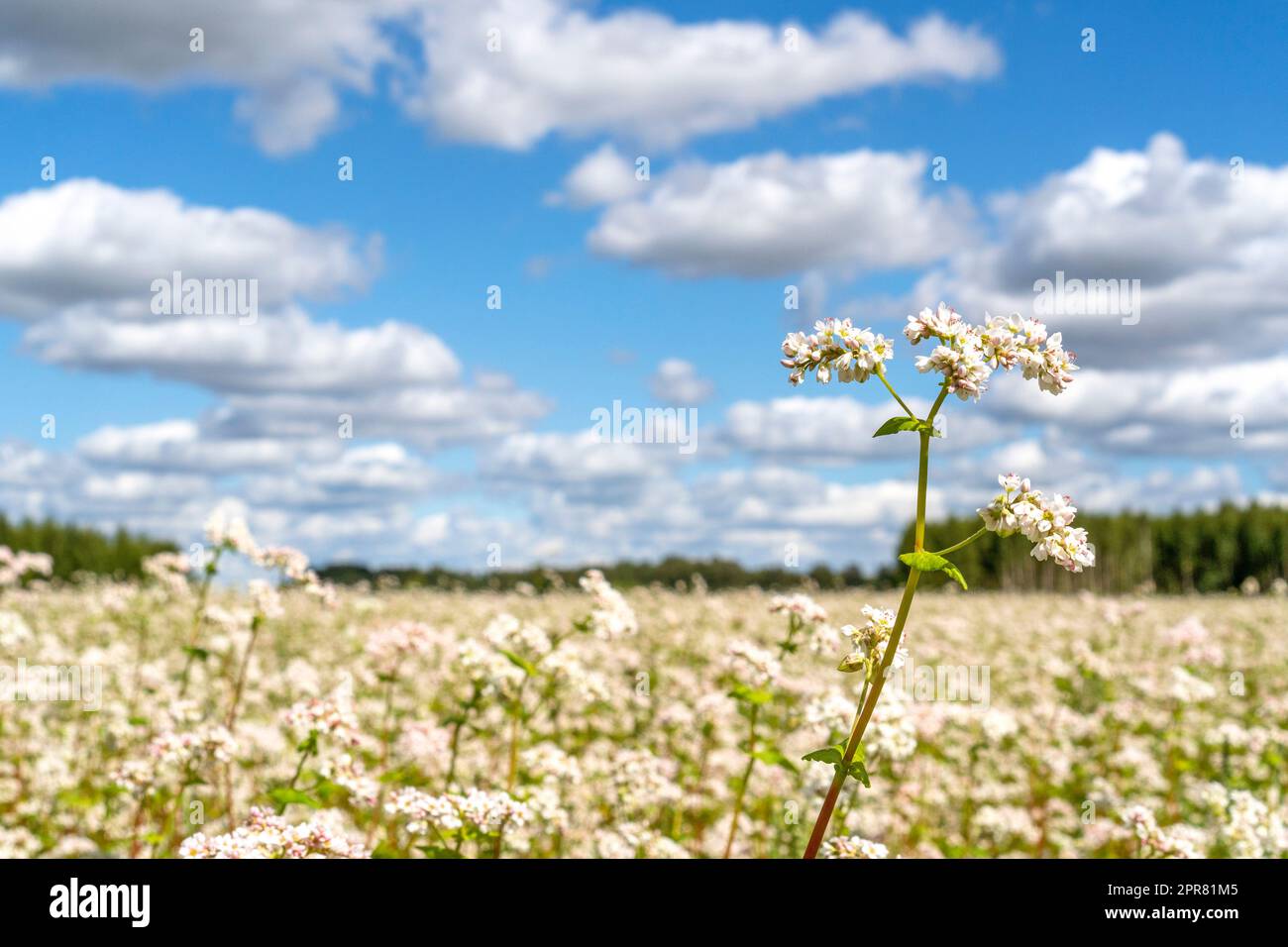 View on a blooming buckwheat field with white flowers Stock Photo