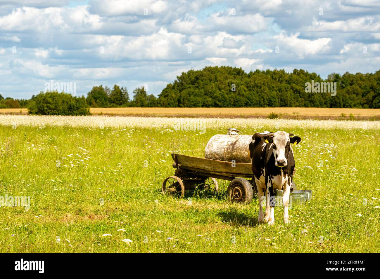 The cow is standing next to the water tank Stock Photo