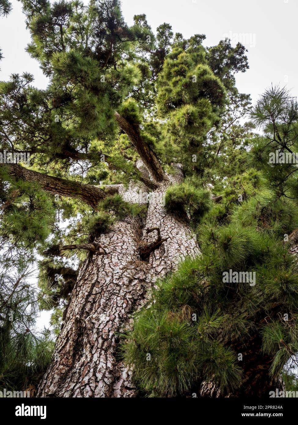 Unique perspective on the extraordinary Pino Gordo (Pinus Canariensis) with a portrait from below, showcasing its gigantic size and thick trunk. Stock Photo