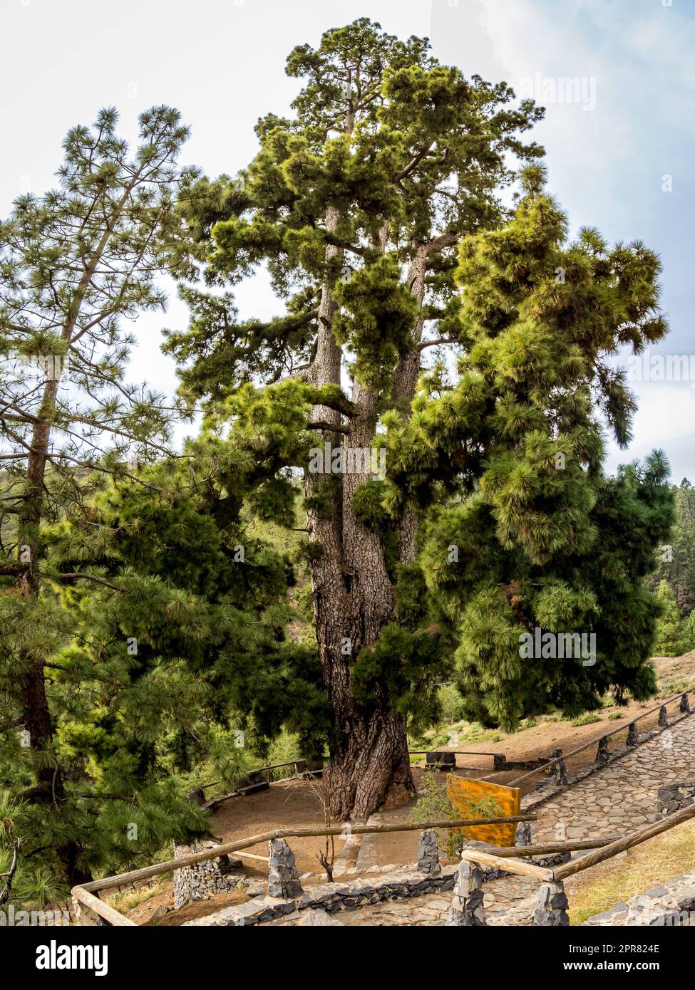 Magnificent Pino Gordo, a colossal pinus canariensis tree near Vilaflor de Chasna, offering an extraordinary view of its gigantic size. Stock Photo