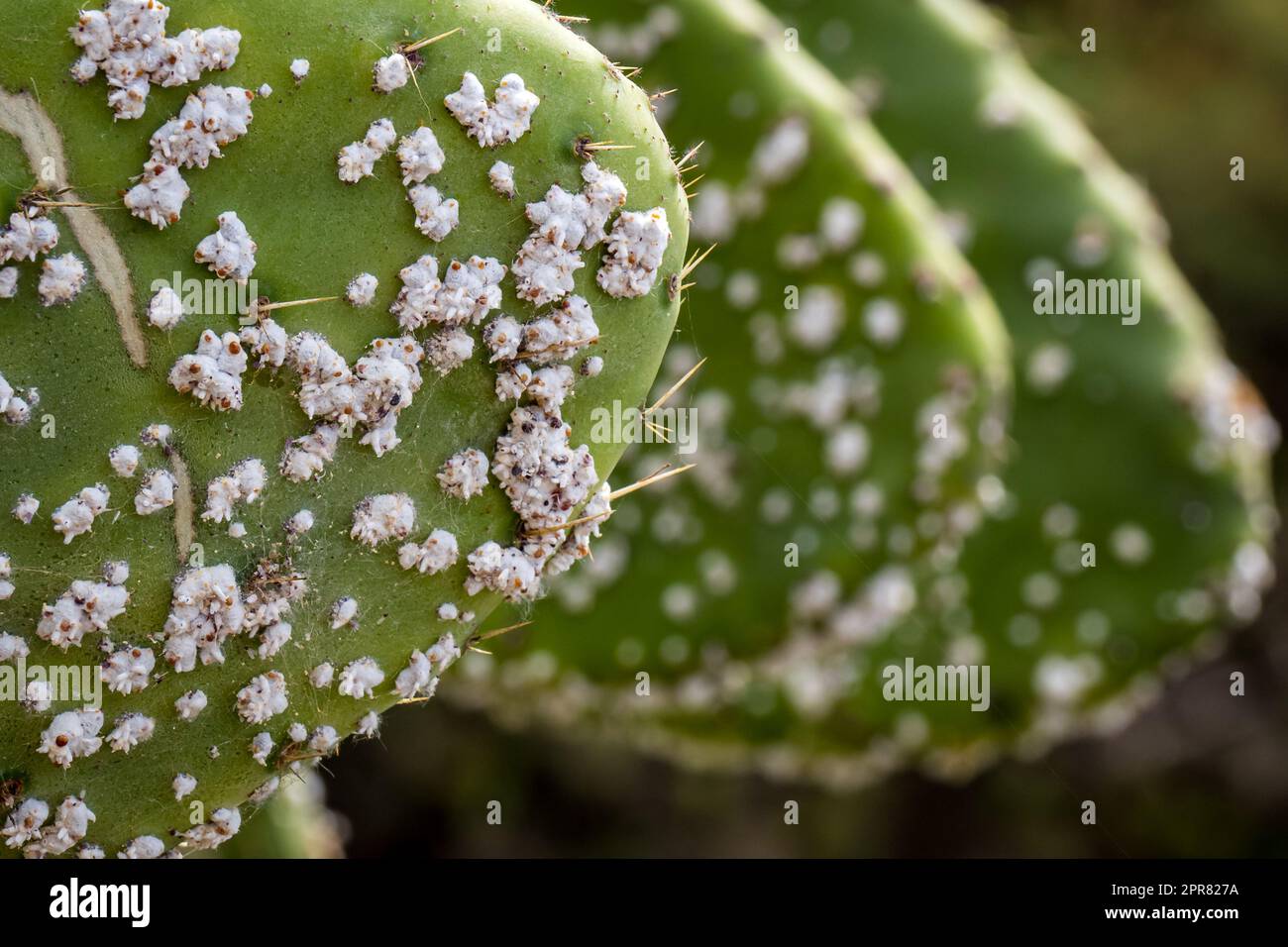 Waxy white clusters of Cochineal scale insect nymphs (Dactylopius Coccus) on a cactus, ready to harvest carminic acid to produce carmine dye. Stock Photo