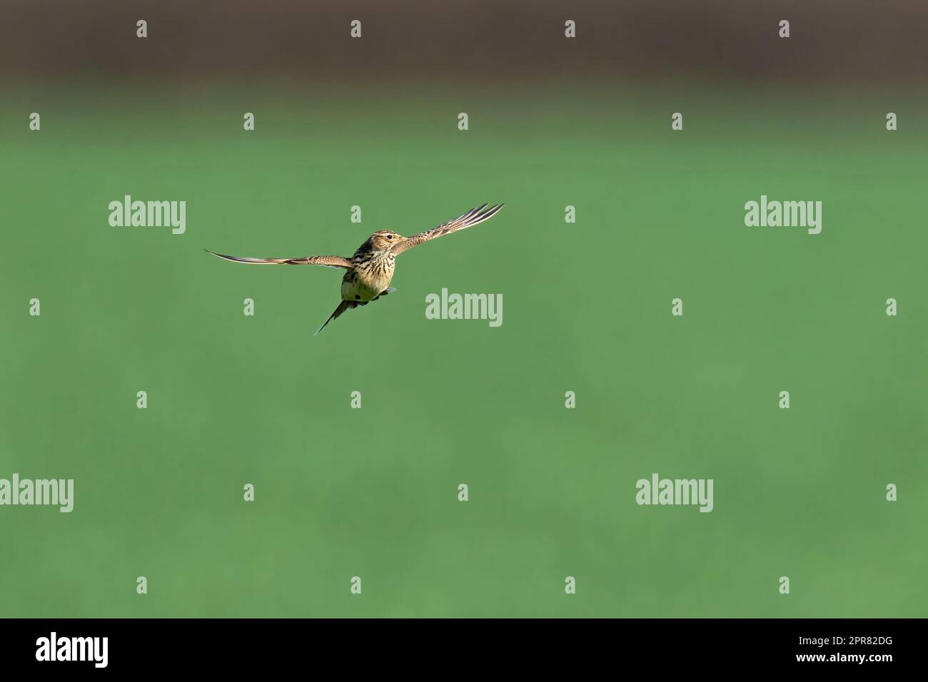 Skylark-Alauda arvensis in flight. Stock Photo