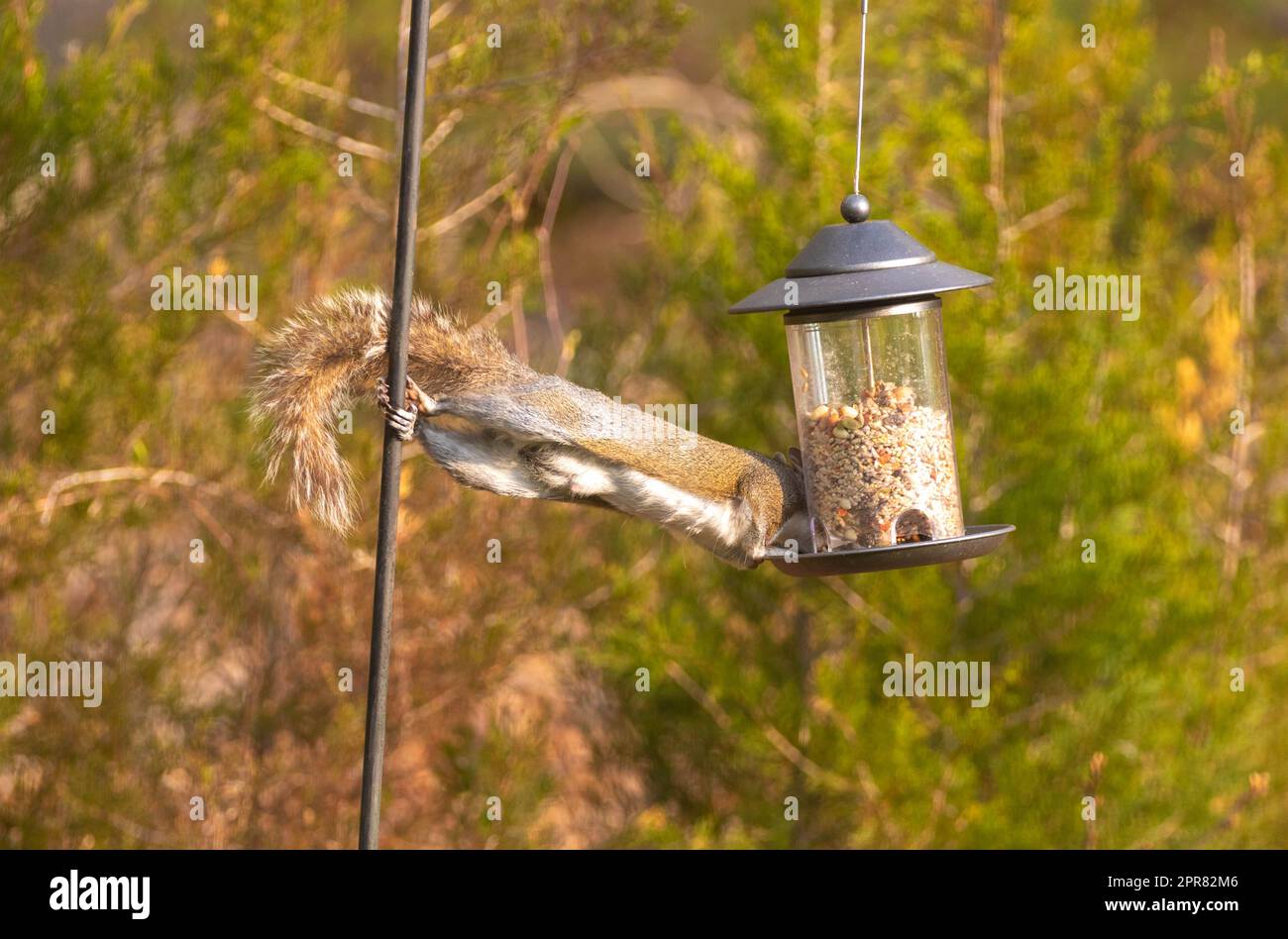 Animal testicles hires stock photography and images Alamy