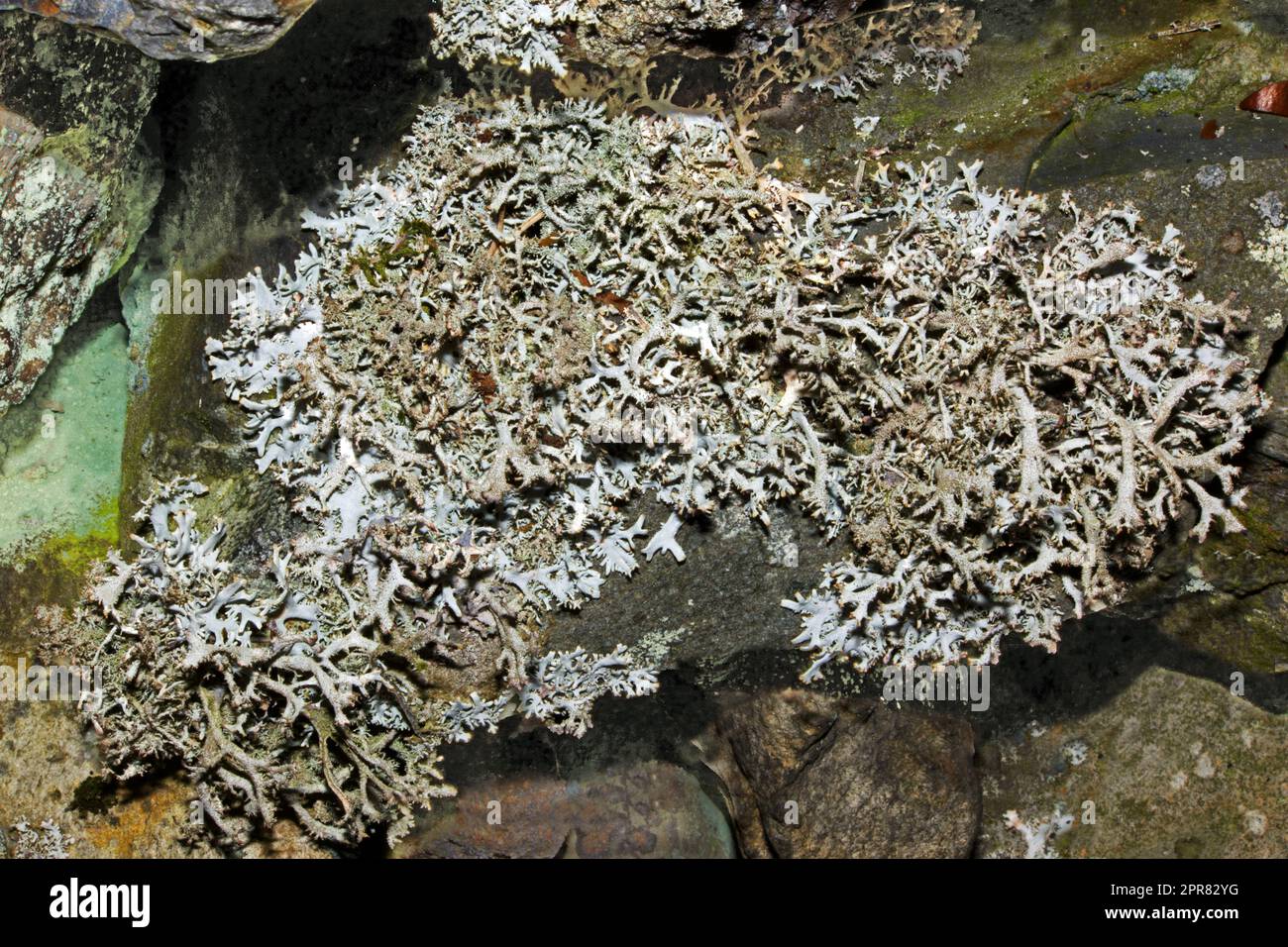 Pseudevernia furfuracea (tree moss) is foliose lichen found in upland areas on siliceous rocks and acid-barked trees. It is widely distributed. Stock Photo