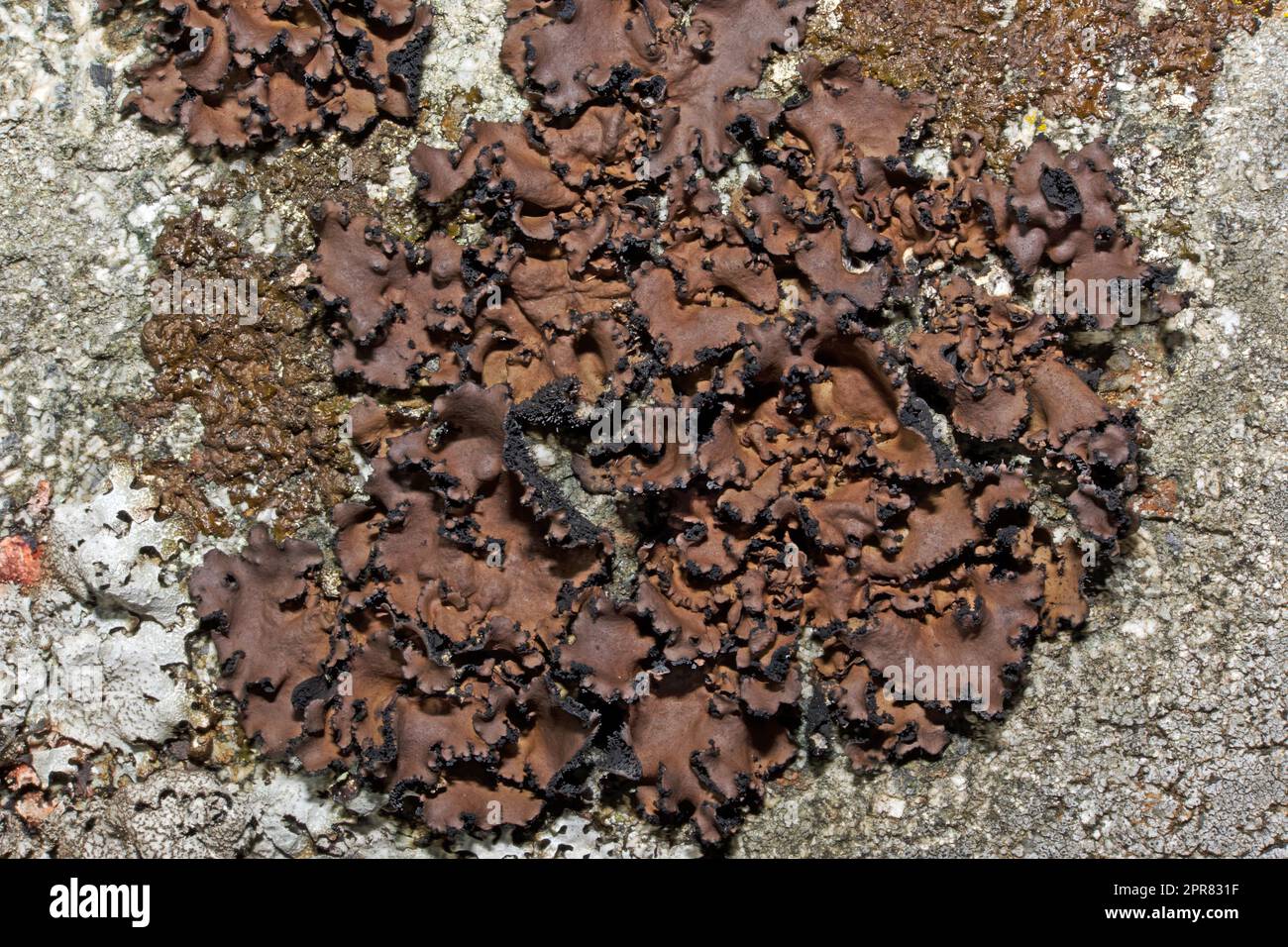 Umbilicaria polyrrhiza is a foliose lichen found on exposed siliceous rocks  in hills and mountains. It occurs in Europe, Asia and North America. Stock Photo