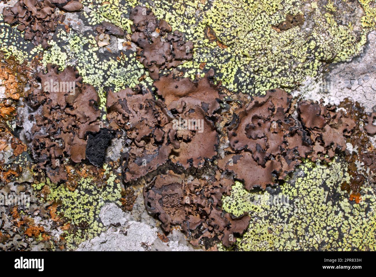 Umbilicaria polyrrhiza is a foliose lichen found on exposed siliceous rocks  in hills and mountains. It occurs in Europe, Asia and North America. Stock Photo