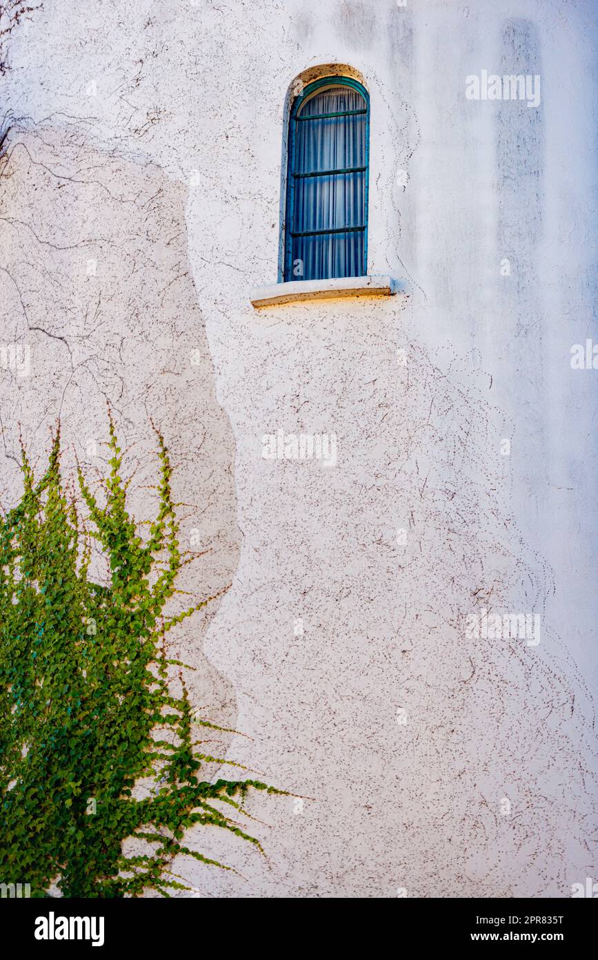 Green plant climbing horizontal wall Stock Photo Alamy