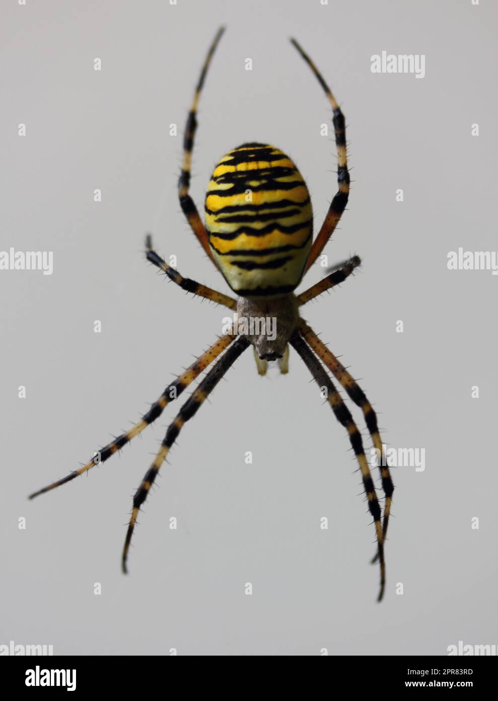 Wespenspinne  wasp spider  (Argiope bruennichi) Stock Photo