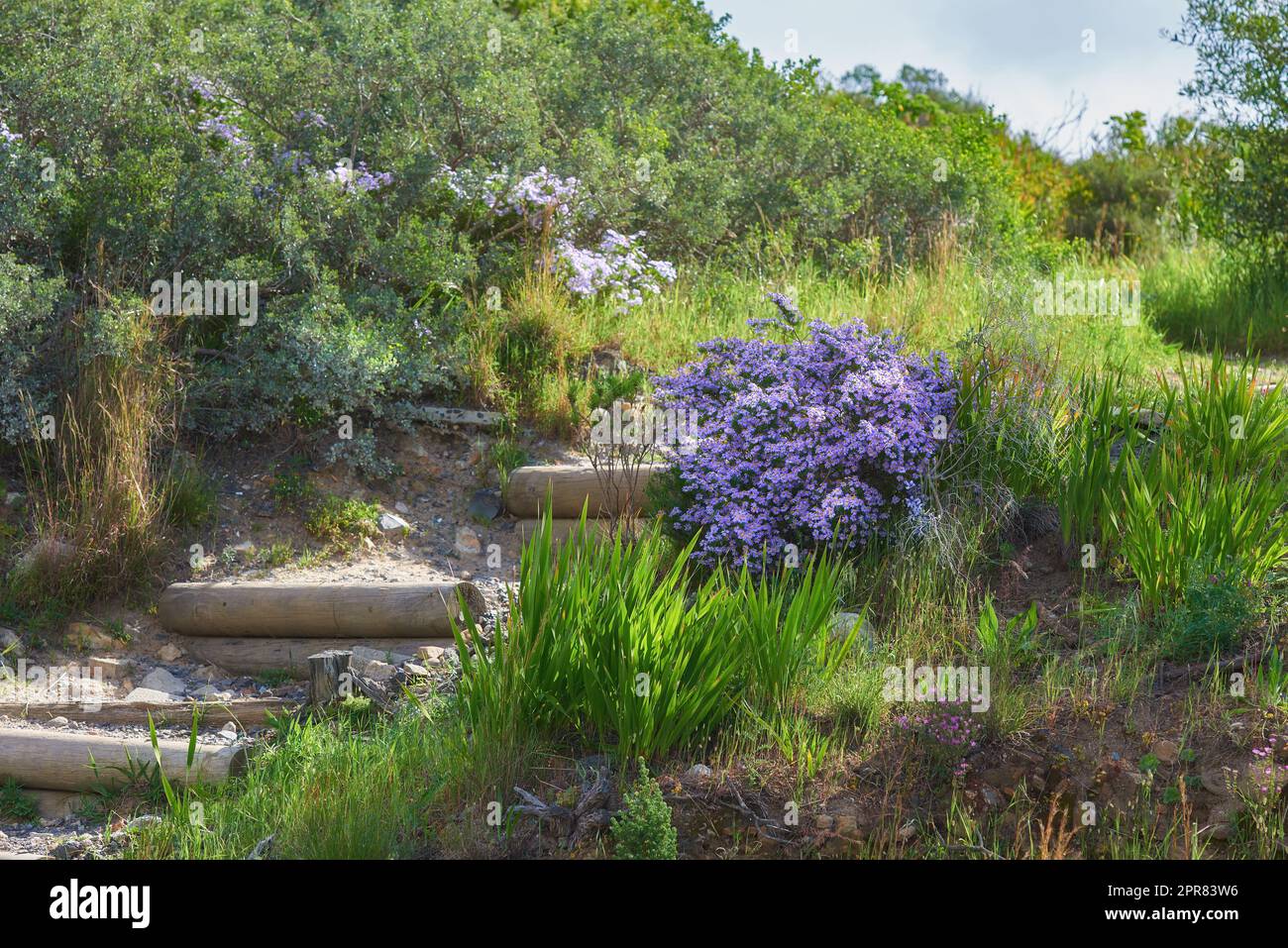 Purple daisies or aster flowers growing along scenic hiking and trekking trail in Table Mountain National Park, Cape Town, South Africa. Lush green shrubs, trees and bushes in serene nature reserve Stock Photo