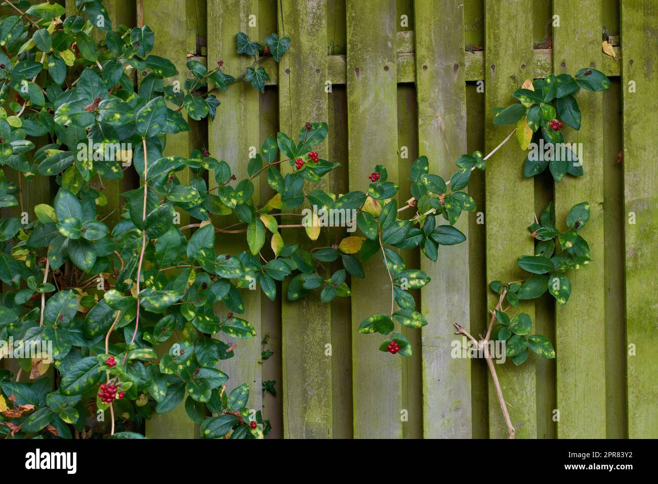 Green creeping plant growing on a wooden fence outside for a botanical copy space background. Variegated vines with wild red berries climbing on an old mossy wood wall in a rustic cottage garden Stock Photo