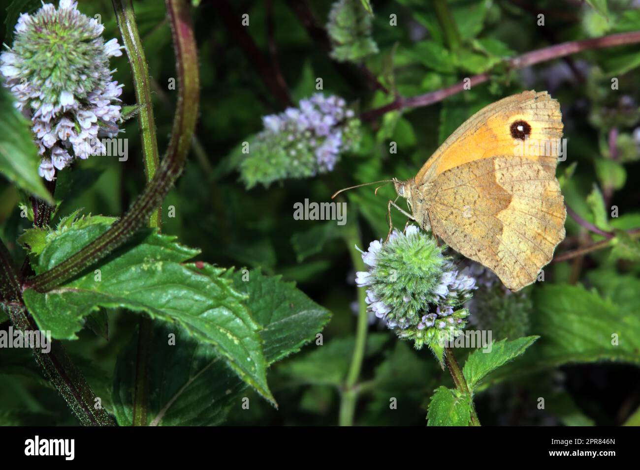 Grosses Ochsenauge (Maniola jurtina) auf der Blüte einer Minze (Mentha) Stock Photo