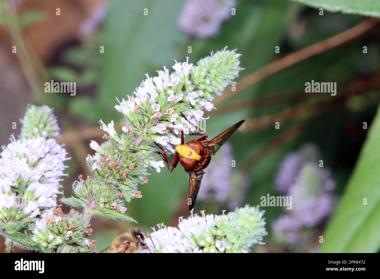 Hornissenschwebfliege (Volucella zonaria) an der Blüte einer Minze (Mentha) Stock Photo