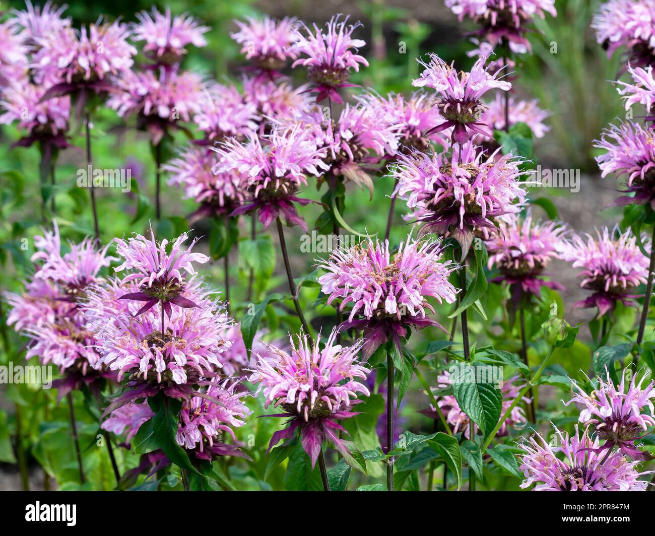 Monarda Beauty of Cobham flowering in a garden Stock Photo