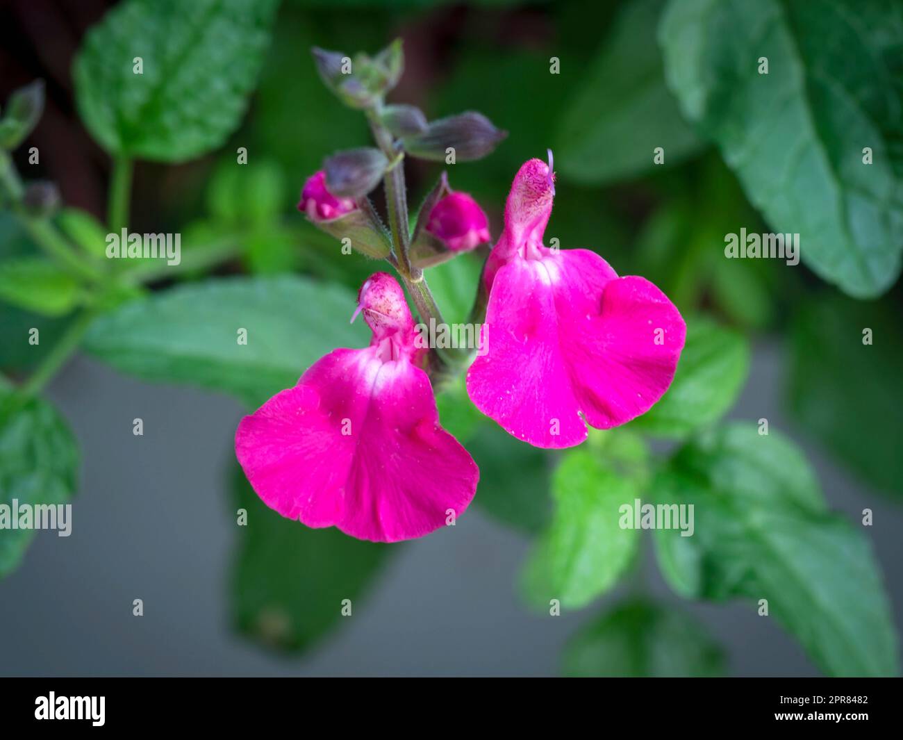 Closeup of tiny pink flowers of Salvia Orchid Glow Stock Photo