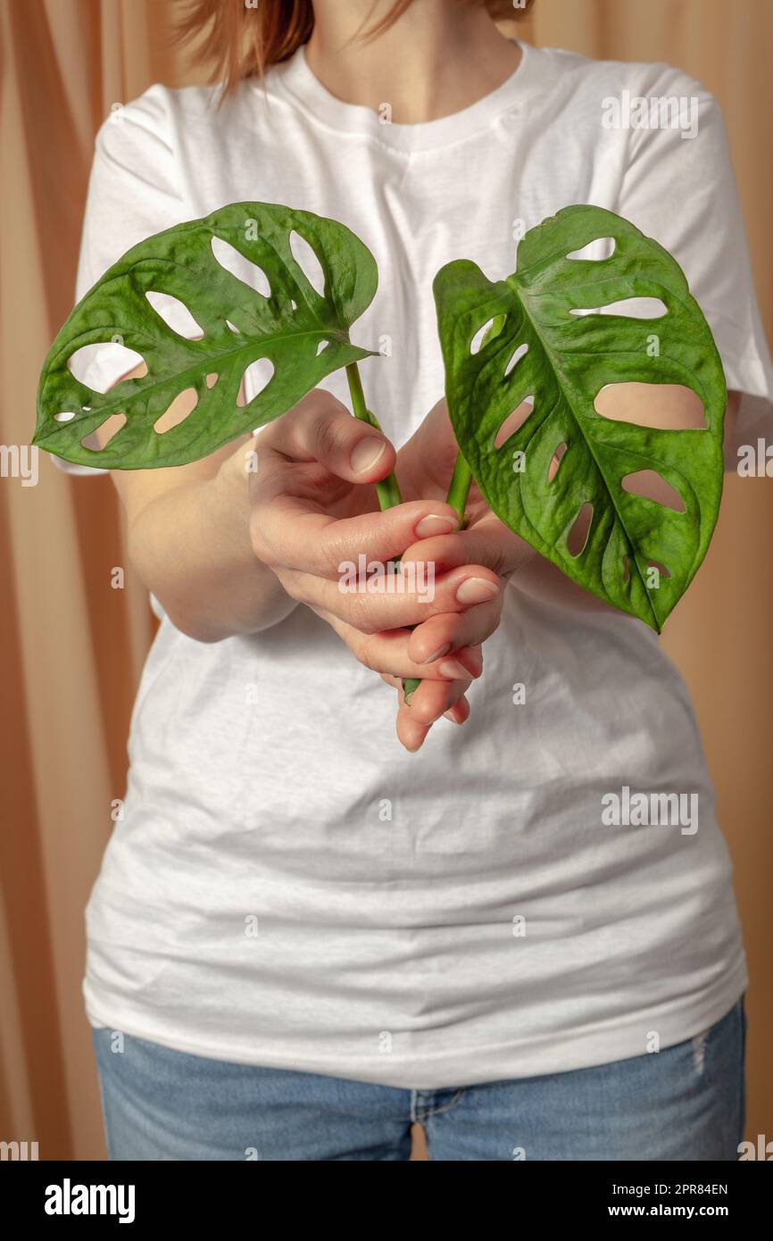 Woman holding Monstera Monkey Mask or Swiss Cheese Vine, or Andansonii