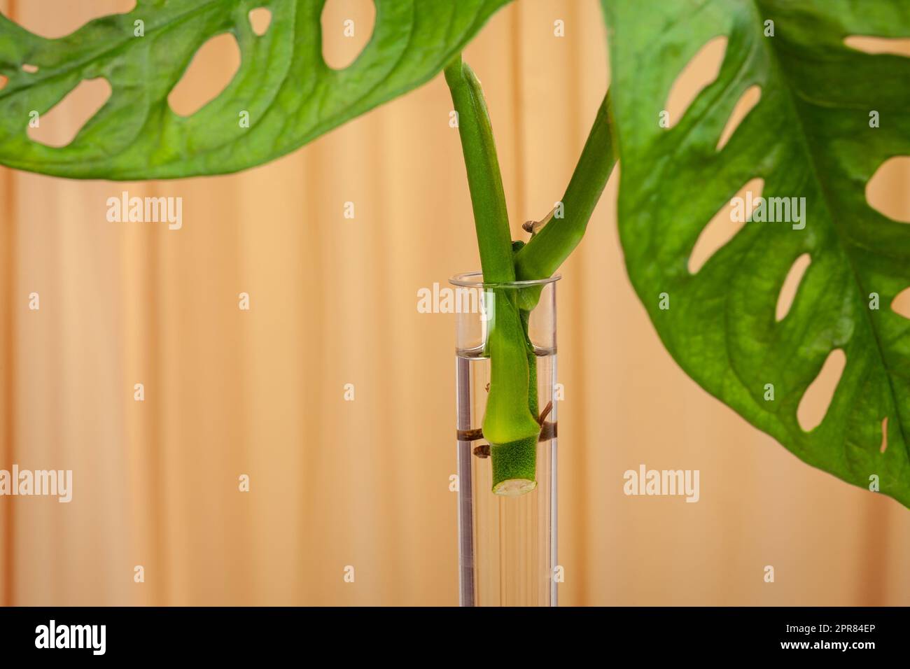 Monstera Monkey Mask or Swiss Cheese Vine, or Andansonii indoor plant