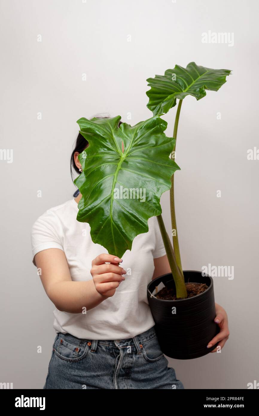 Florist woman holding a pot with Elephant ear plant in plastic pot. Stock Photo