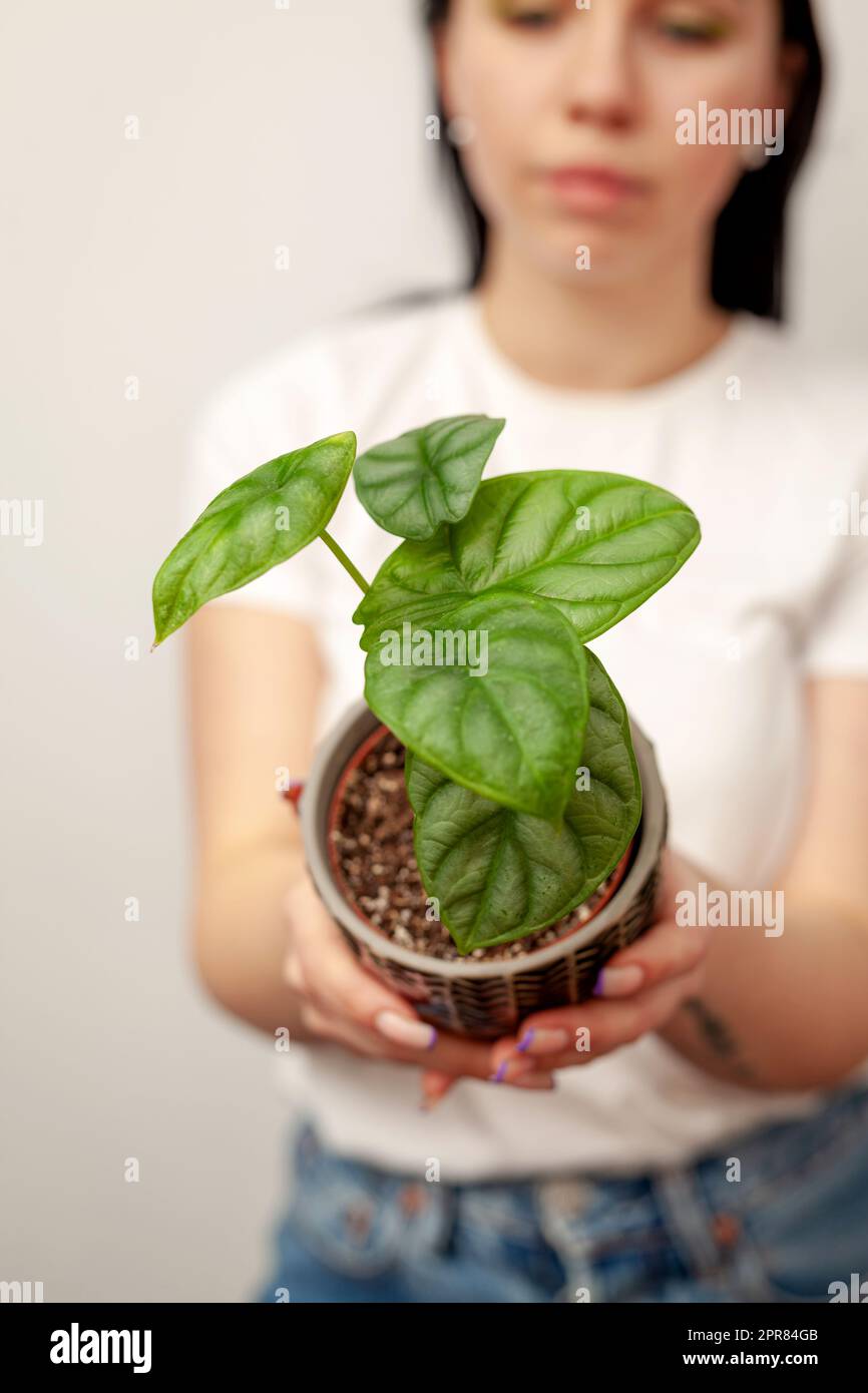 Exotic Alocasia Silver Dragon houseplant in dark textured pot. Stock Photo
