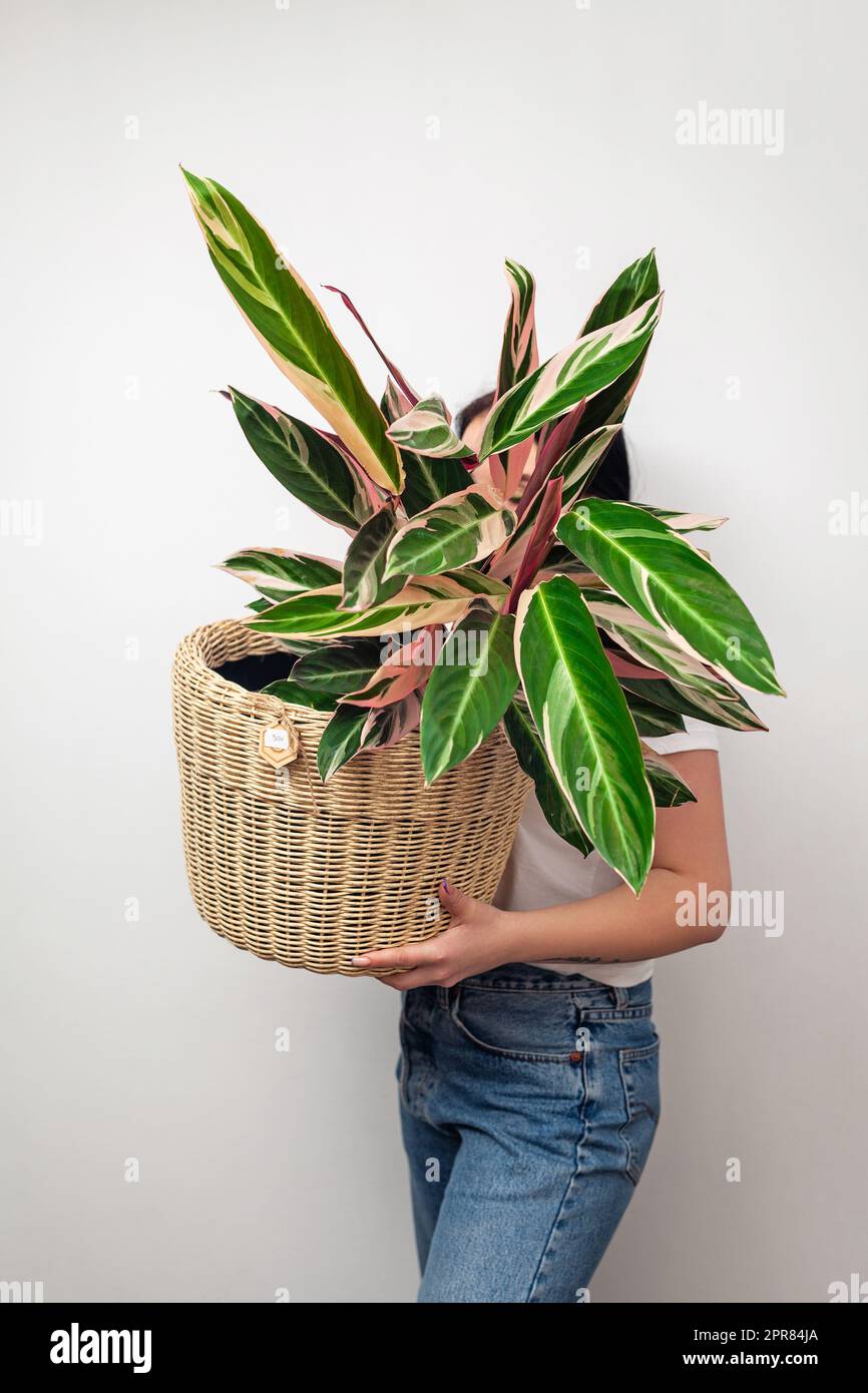 Girl holding Stromanthe tricolor pot plant against white wall background. Stock Photo