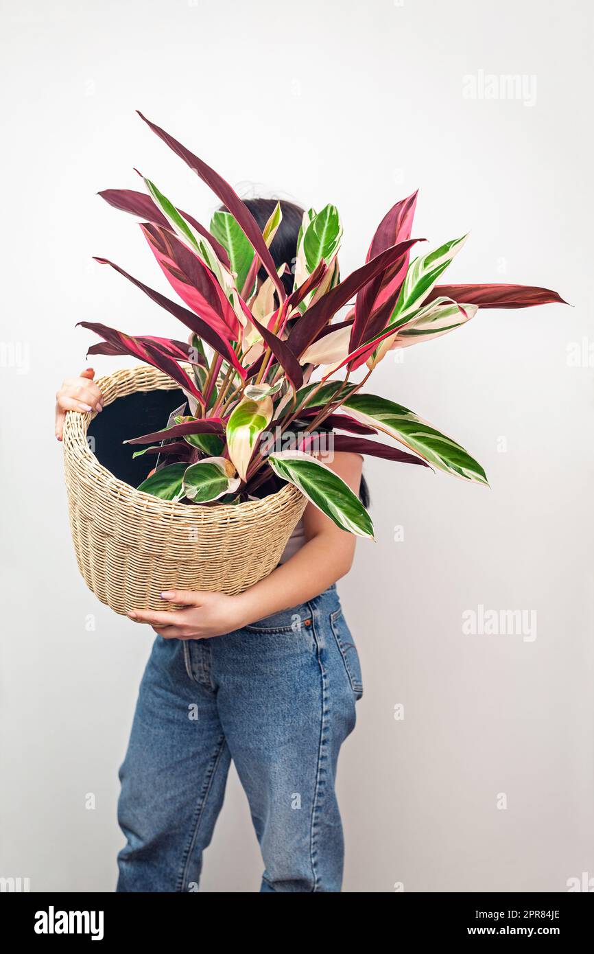 Girl holding Stromanthe tricolor pot plant against white wall background. Stock Photo