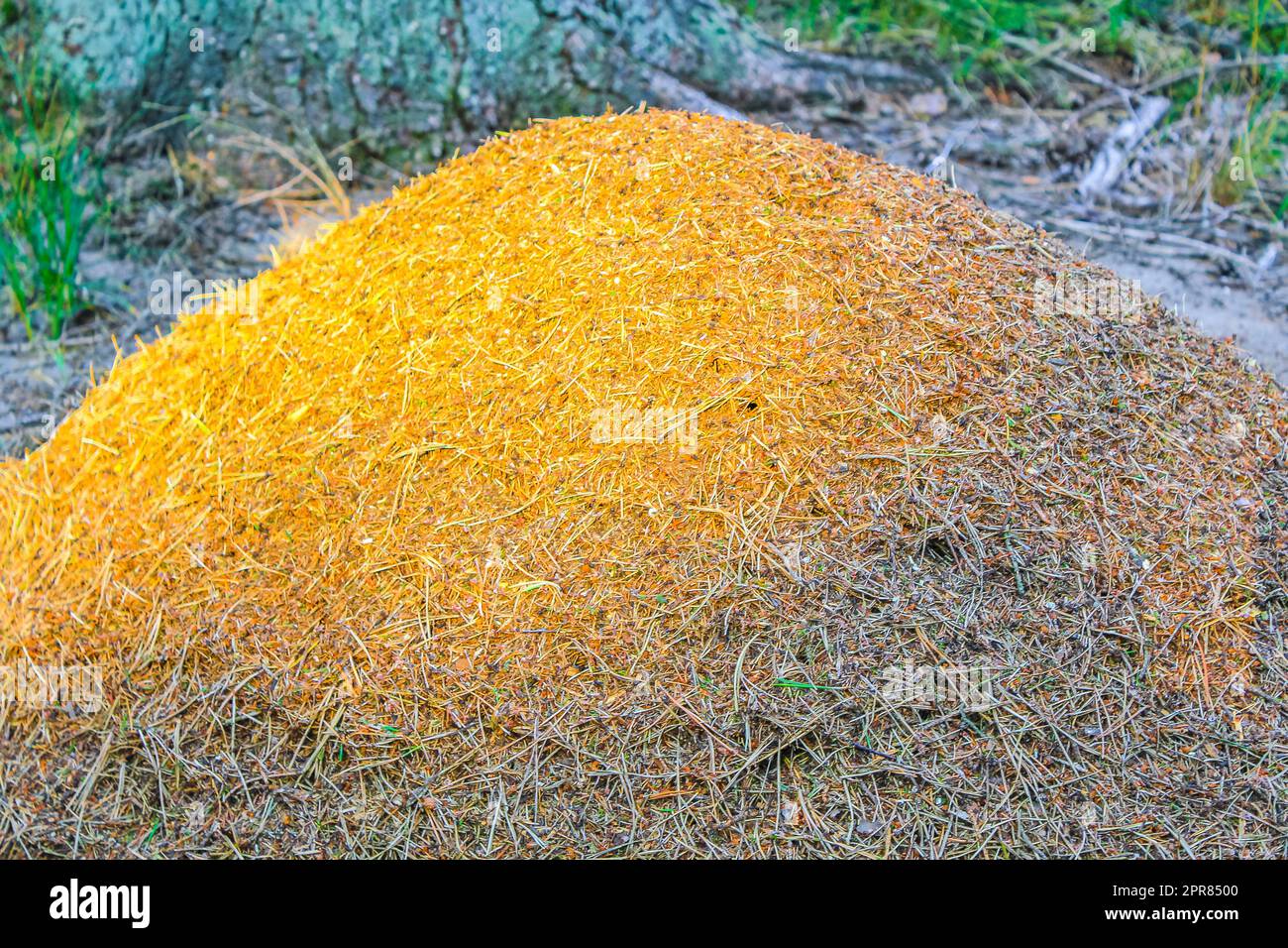 Ant hill with a lot of ants natural forest Germany Stock Photo Alamy