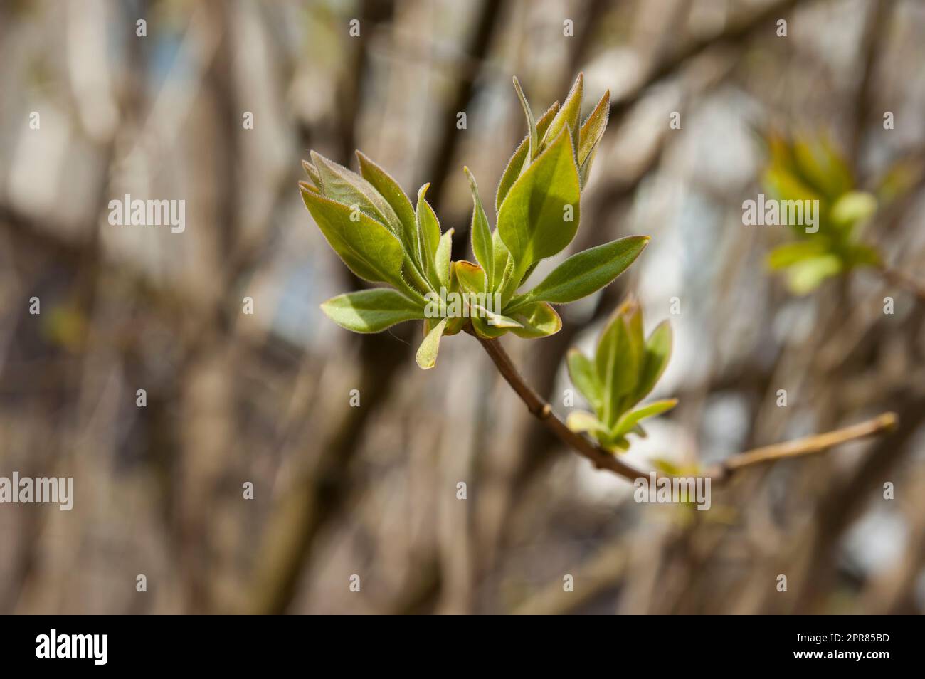 First trees get their green leaves hi-res stock photography and images ...