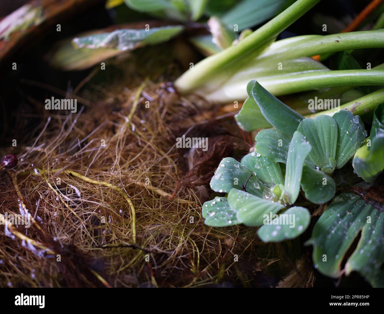 Water lettuce or Pistia stratiotes Linnaeus on the water and water drop Stock Photo