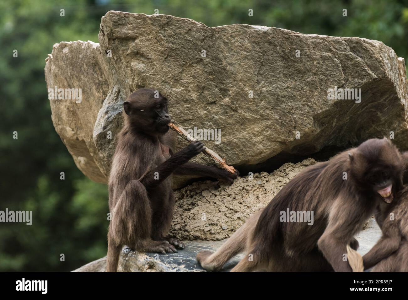 Little rock zoo hi-res stock photography and images - Alamy