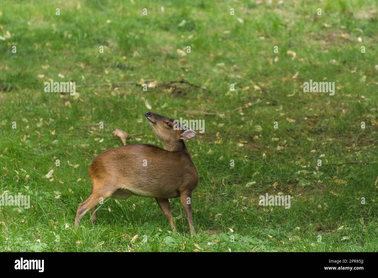 patagonian cavy on a green meadow in a zoo looks back Stock Photo