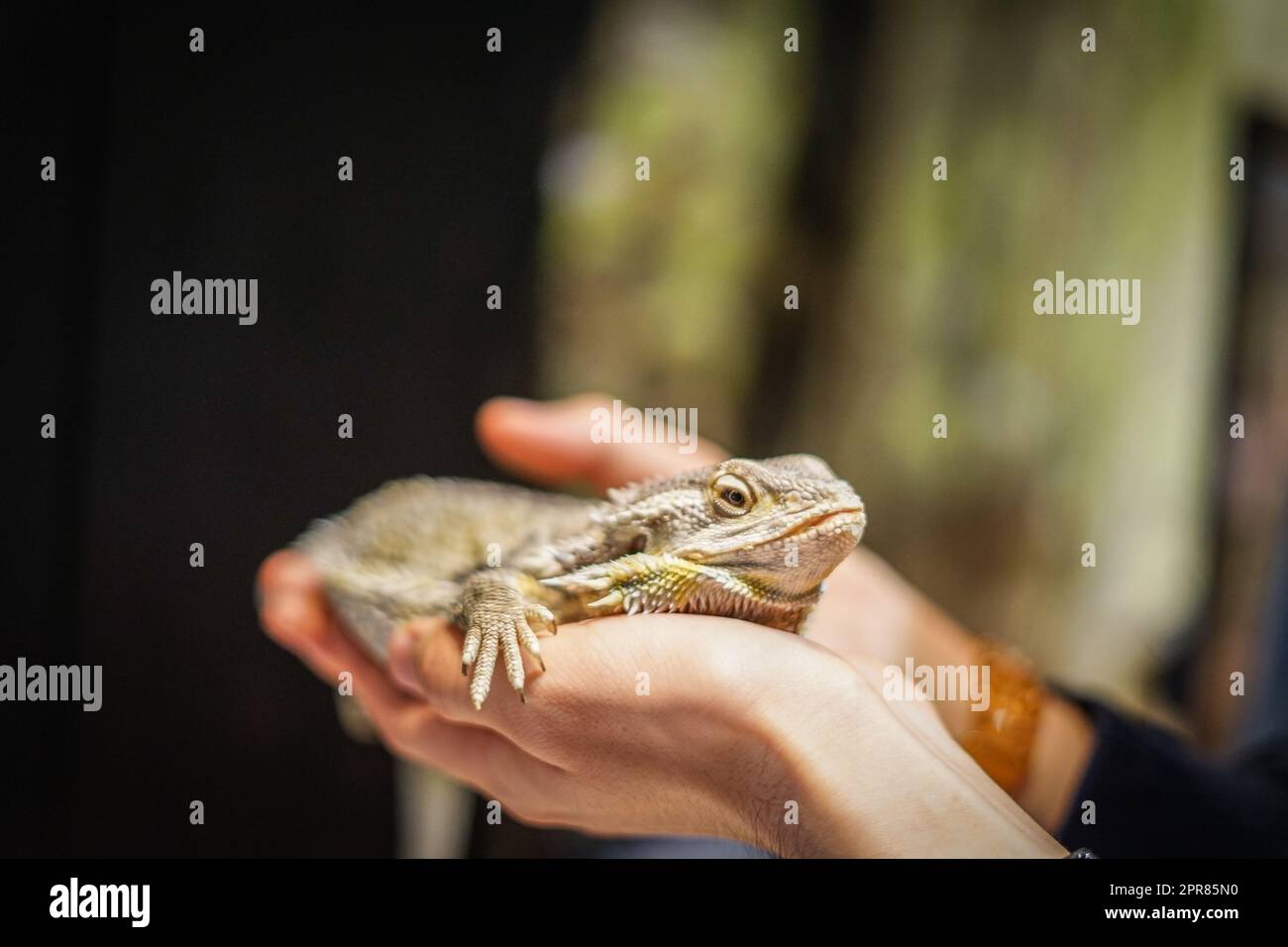 Green iguana hand hi-res stock photography and images - Alamy