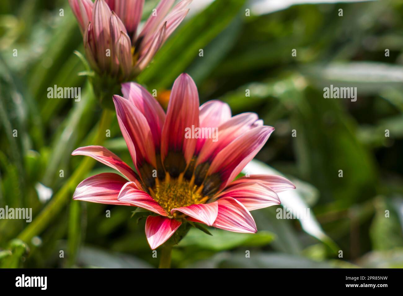 african daisy flower. Gazania flower native Stock Photo Alamy