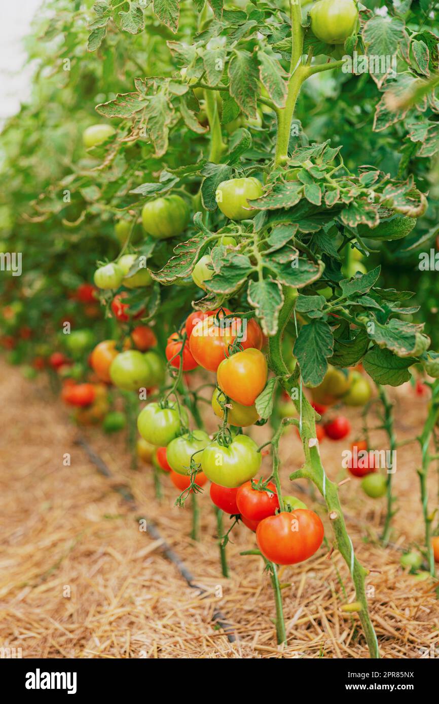 Close up view of green and red tomatoes in greenhouse on blurred ...
