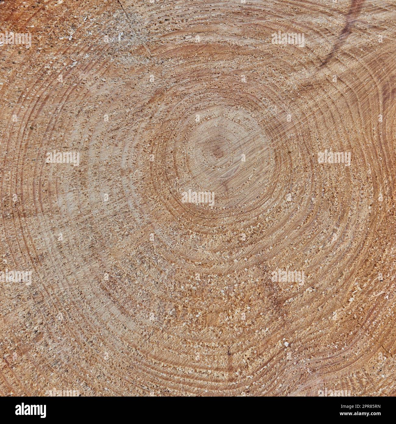 Raw texture of freshly cut tree trunk. Wooden detail of rough textures on a used tree trunk. Wooden material with carving marks. Circular patterns on organic surface from nature Stock Photo