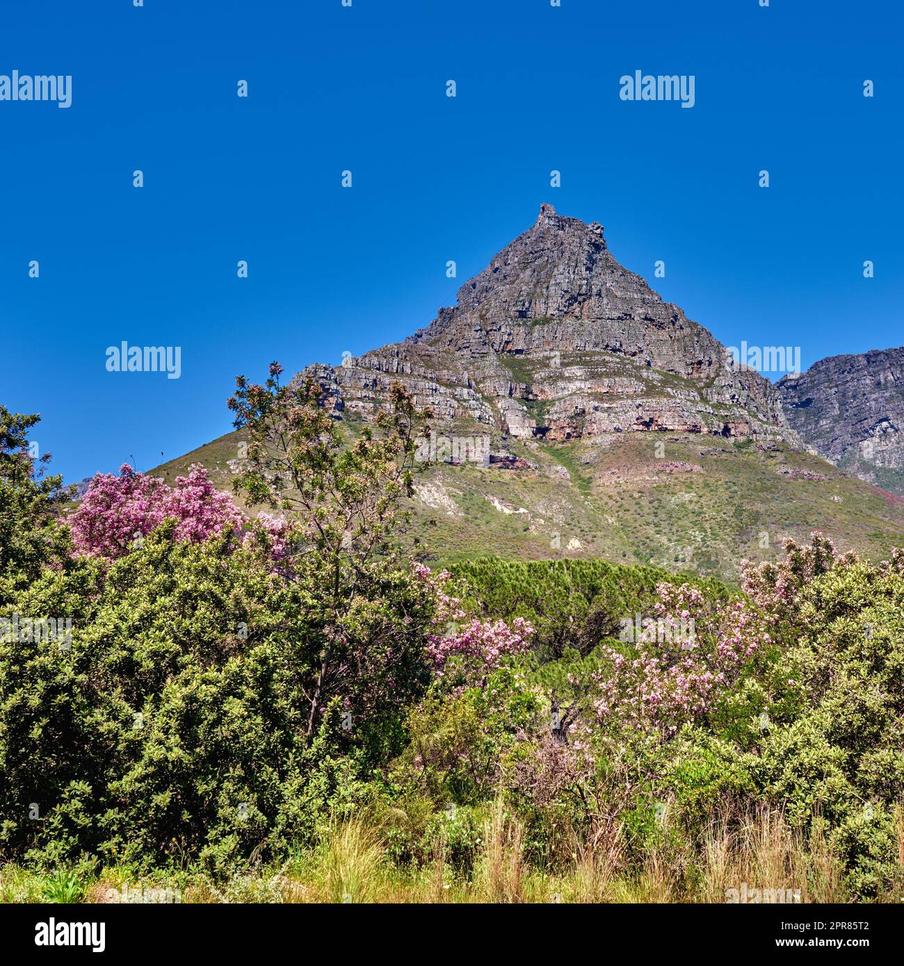 Panorama of Lions Head Mountain in Cape Town, South Africa during summer holiday and vacation. Scenic landscape view of fresh green trees growing in a remote hiking area. Stock Photo