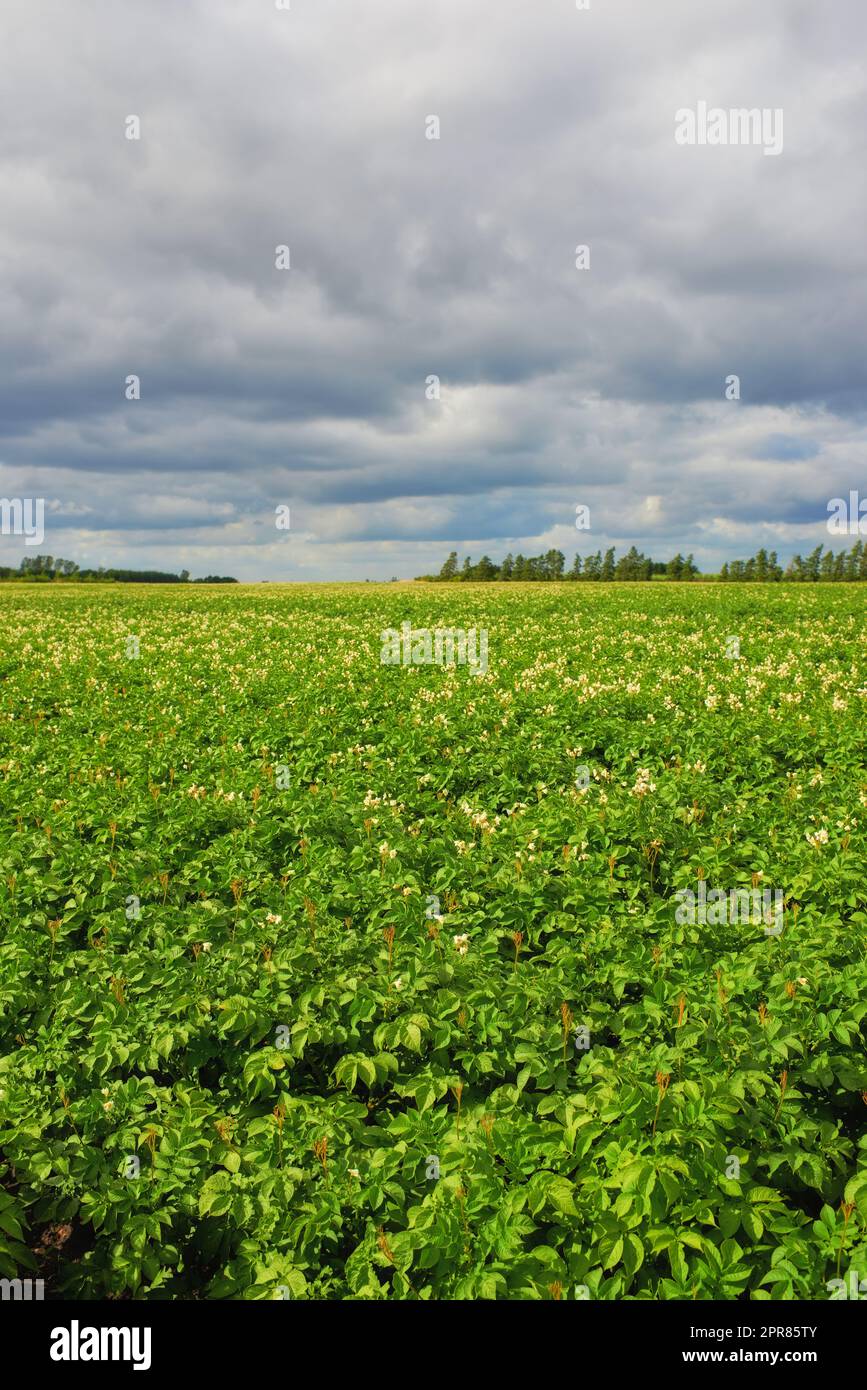 Beautiful farm landscape with copy space and a cloudy sky. Scenic view of endless bright green land. Open large field with growing crops. Fresh countryside view of nature on an overcast afternoon Stock Photo