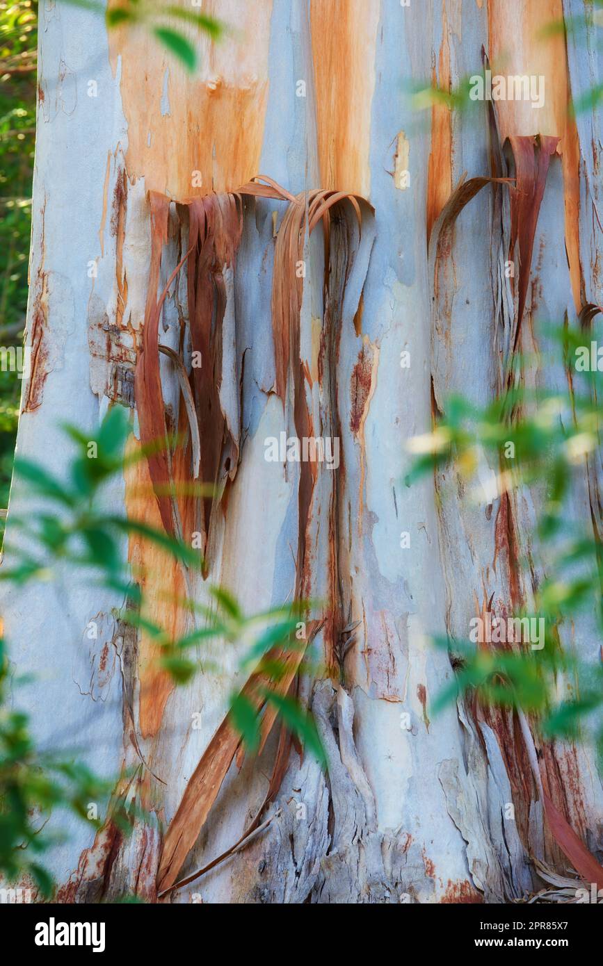 Closeup of a stripped bark off tree trunk in a forest at sunset. Peeling textures from the outer layers of a white bark tree. Details of a damaged silver tree in a remote woodland near hiking trail Stock Photo