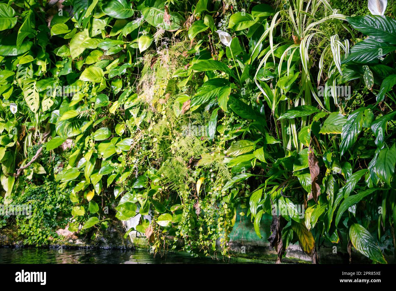 tropical pond in a rainforest mangrove Stock Photo